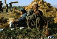 Tags: harvest, rice, srinagar (Pict. in National Geographic Photo Of The Day 2001-2009)