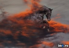 Tags: sky, stallion (Pict. in Beautiful photos and wallpapers)