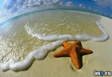 Tags: maldives, shore, starfish (Pict. in Beautiful photos and wallpapers)