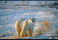 Tags: bear, polar, staring (Pict. in National Geographic Photo Of The Day 2001-2009)