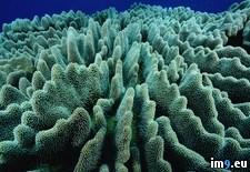 Tags: coral, islands, solomon, stony (Pict. in Beautiful photos and wallpapers)