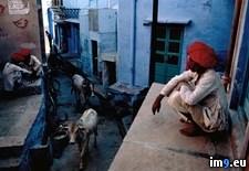 Tags: bull, street (Pict. in National Geographic Photo Of The Day 2001-2009)