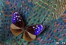 Tags: blue, butterfly, crow, feathers, pheasant, resting, striped (Pict. in Beautiful photos and wallpapers)