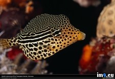 Tags: boxfish, indonesia, striped (Pict. in National Geographic Photo Of The Day 2001-2009)