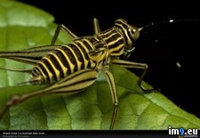 Tags: cricket, leaf, striped (Pict. in National Geographic Photo Of The Day 2001-2009)