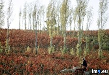 Tags: stripped, vines (Pict. in National Geographic Photo Of The Day 2001-2009)