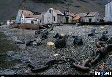Tags: seals, stromness (Pict. in National Geographic Photo Of The Day 2001-2009)