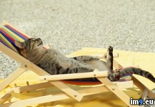 Tags: cat, nap, summer (Pict. in Beautiful photos and wallpapers)