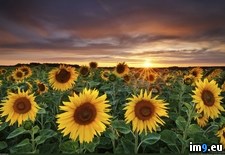 Tags: field, franconia, germany, sunflower (Pict. in 1920x1200 wallpapers HD)