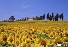 Tags: italy, sunflower, tuscany, valley (Pict. in Beautiful photos and wallpapers)
