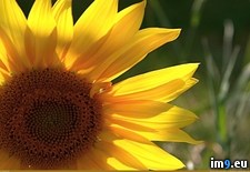 Tags: sunflower (Pict. in 1920x1200 wallpapers HD)