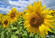 Tags: austria, sunflowers (Pict. in Beautiful photos and wallpapers)