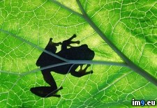 Tags: frog, nature, sunning, tree (Pict. in Beautiful photos and wallpapers)