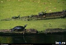 Tags: sunning, turtles (Pict. in National Geographic Photo Of The Day 2001-2009)