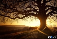 Tags: sunset, tree (Pict. in 1920x1200 wallpapers HD)