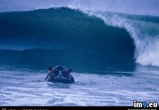 Tags: hippos, surfing (Pict. in National Geographic Photo Of The Day 2001-2009)