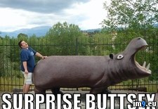 Tags: buttsex, hippo, meme, surprise (Pict. in Rehost)