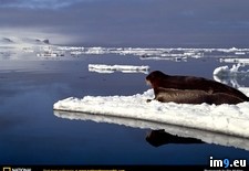 Tags: seal, svalbard (Pict. in National Geographic Photo Of The Day 2001-2009)