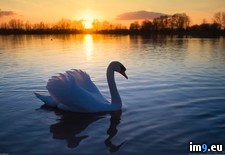 Tags: swan (Pict. in 1920x1200 wallpapers HD)