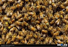 Tags: honeybees, maine, swarm (Pict. in National Geographic Photo Of The Day 2001-2009)