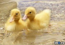 Tags: ducklings, swimming (Pict. in 1920x1200 wallpapers HD)