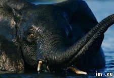Tags: elephant, swimming (Pict. in National Geographic Photo Of The Day 2001-2009)