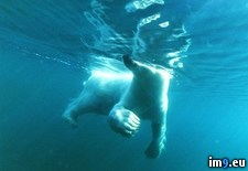 Tags: bear, polar, swimming (Pict. in National Geographic Photo Of The Day 2001-2009)