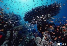Tags: coral, egypt, glassfish, red, sea (Pict. in Beautiful photos and wallpapers)