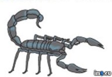 Tattoo Design: 5017 - 7 KB Tags: design, tattoo (Pict. in Misc. Animal Tattoos)
