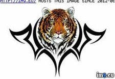 Tags: bi6, design, org, tattoo, tigerhead, tribal (Pict. in Tiger Tattoos)