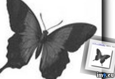 Tags: black, butterfly, design, tattoo (Pict. in Butterfly Tattoos)
