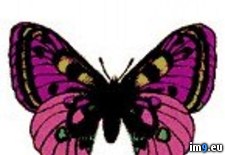 Tags: butterfly, design, tatoos, tattoo (Pict. in Butterfly Tattoos)