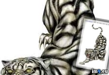 Tags: design, dr811, tattoo (Pict. in Tiger Tattoos)