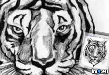 Tags: design, freetiger, tattoo (Pict. in Tiger Tattoos)