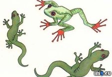 Tags: design, frog, gecko, tattoo (Pict. in Lizard Tattoos)