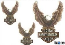 Tags: design, eagleshield, harley, tattoo (Pict. in Harley Tattoos)