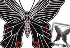 Tags: black, butterfly, design, large, tattoo (Pict. in Butterfly Tattoos)