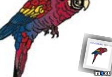 Tags: design, maccaw, tattoo (Pict. in Birds Tattoos)