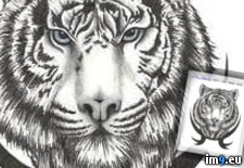 Tags: design, med77, tattoo (Pict. in Tiger Tattoos)