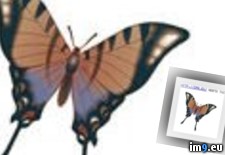 Tags: butterfly, design, mini, tattoo (Pict. in Butterfly Tattoos)