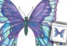 Tags: butterfly, design, purple, tattoo (Pict. in Butterfly Tattoos)