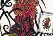 Tags: design, hibiscus, redorange, tattoo, tribal (Pict. in Flower Tattoos)