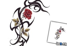 Tags: design, rosetribal, tattoo (Pict. in Rose Tattoos)