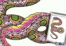 Tags: design, snake, tattoo (Pict. in Dragon Tattoos)