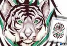 Tags: design, tattoo, tiger, tribal, white (Pict. in Tiger Tattoos)