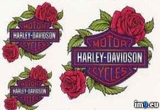 Tags: design, rose, shields, t46010, tattoo (Pict. in Harley Tattoos)