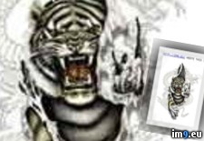 Tags: design, dragon, shred, tattoo, tiger (Pict. in Tiger Tattoos)