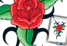 Tags: design, rose, tattoo, tribal (Pict. in Tribal Tattoos)