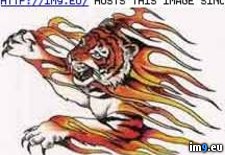Tags: design, flaming, tattoo, tiger, vsift (Pict. in Tiger Tattoos)