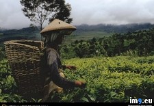 Tags: farmer, tea (Pict. in National Geographic Photo Of The Day 2001-2009)